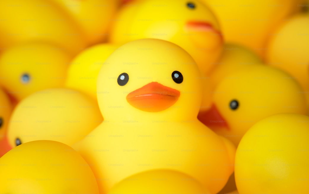 image ducks